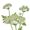Hemlock
