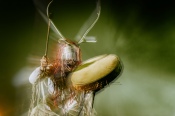 Heilung - koncert: Heilung, Wrocław 'Hala Stulecia' 10.07.2025
